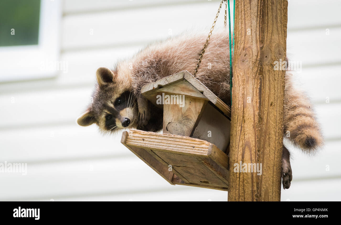 Procione, su un bird feeder in Eastern Ontario. Cordiale gli amanti degli animali aiutando la woodland critters. Foto Stock