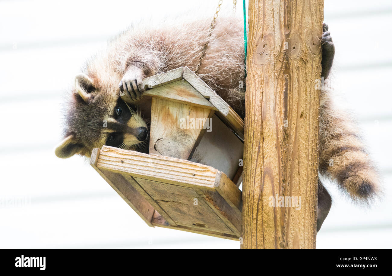 Procione, su un bird feeder in Eastern Ontario. Cordiale gli amanti degli animali aiutando la woodland critters. Foto Stock