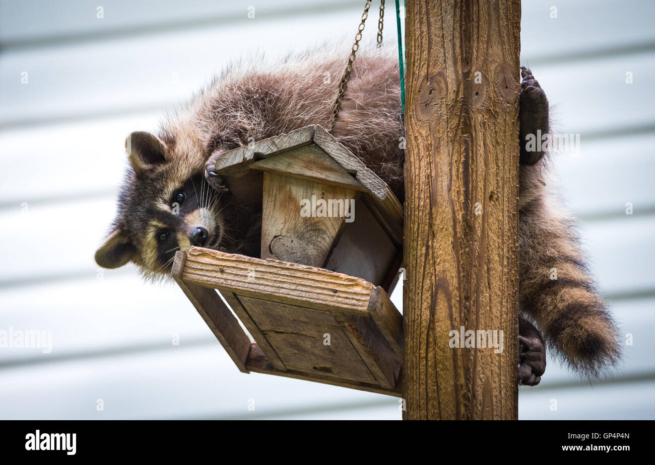 Procione, su un bird feeder in Eastern Ontario. Cordiale gli amanti degli animali aiutando la woodland critters. Foto Stock