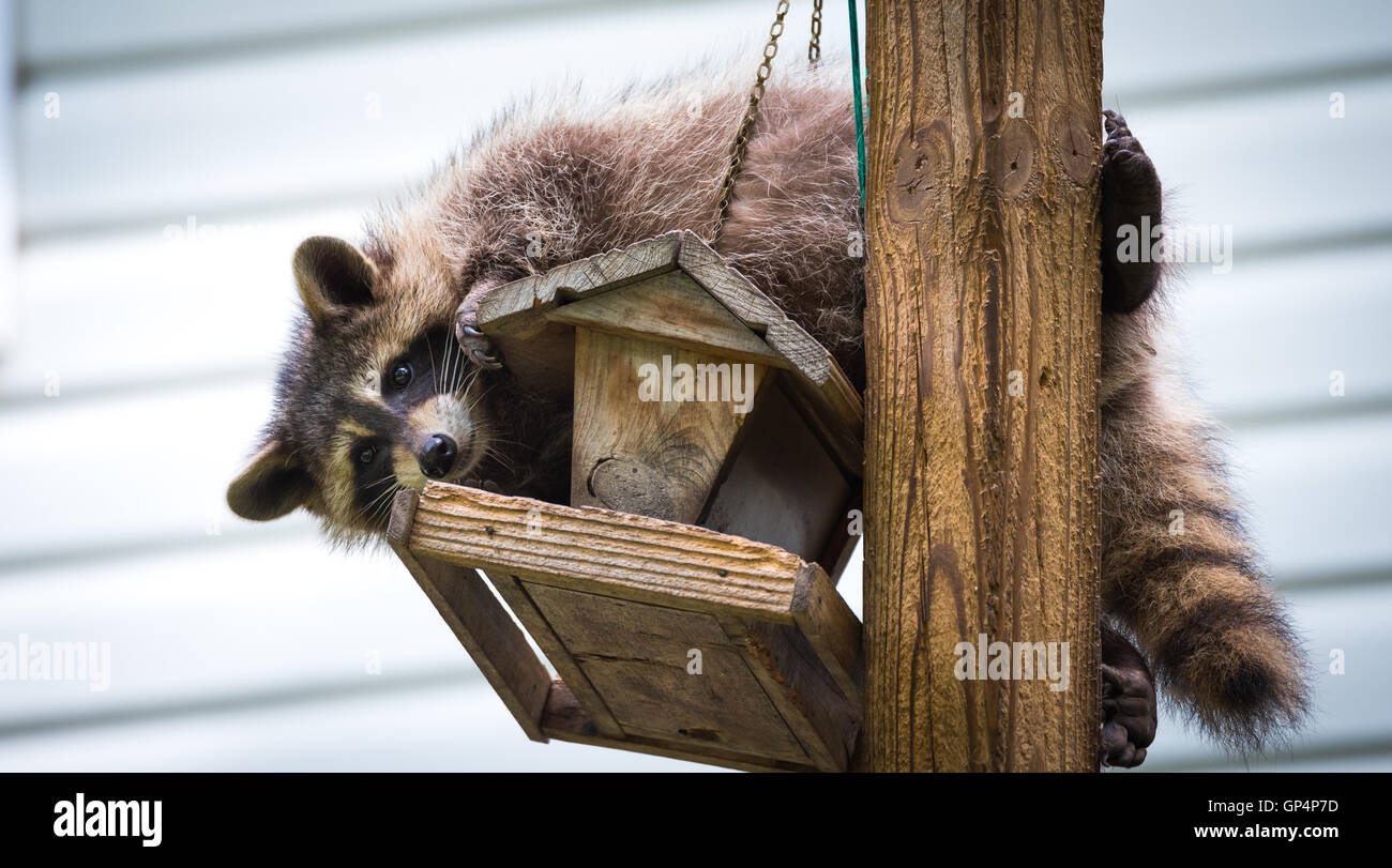 Procione, su un bird feeder in Eastern Ontario. Cordiale gli amanti degli animali aiutando la woodland critters. Foto Stock