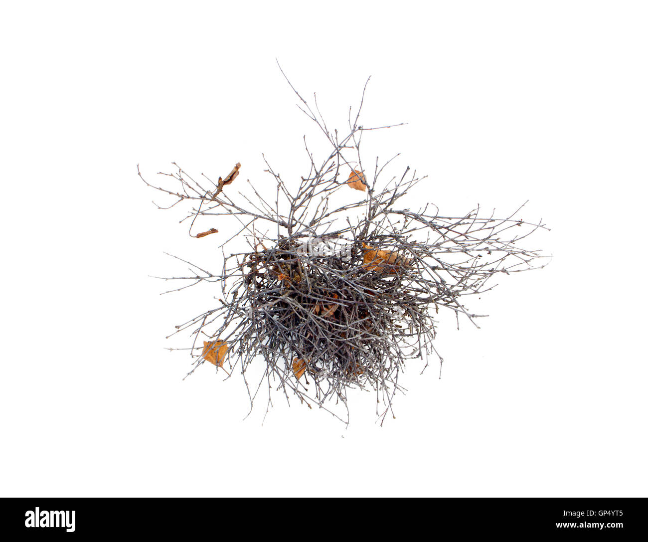 La crescita patologica di rami di un albero isolato Foto Stock