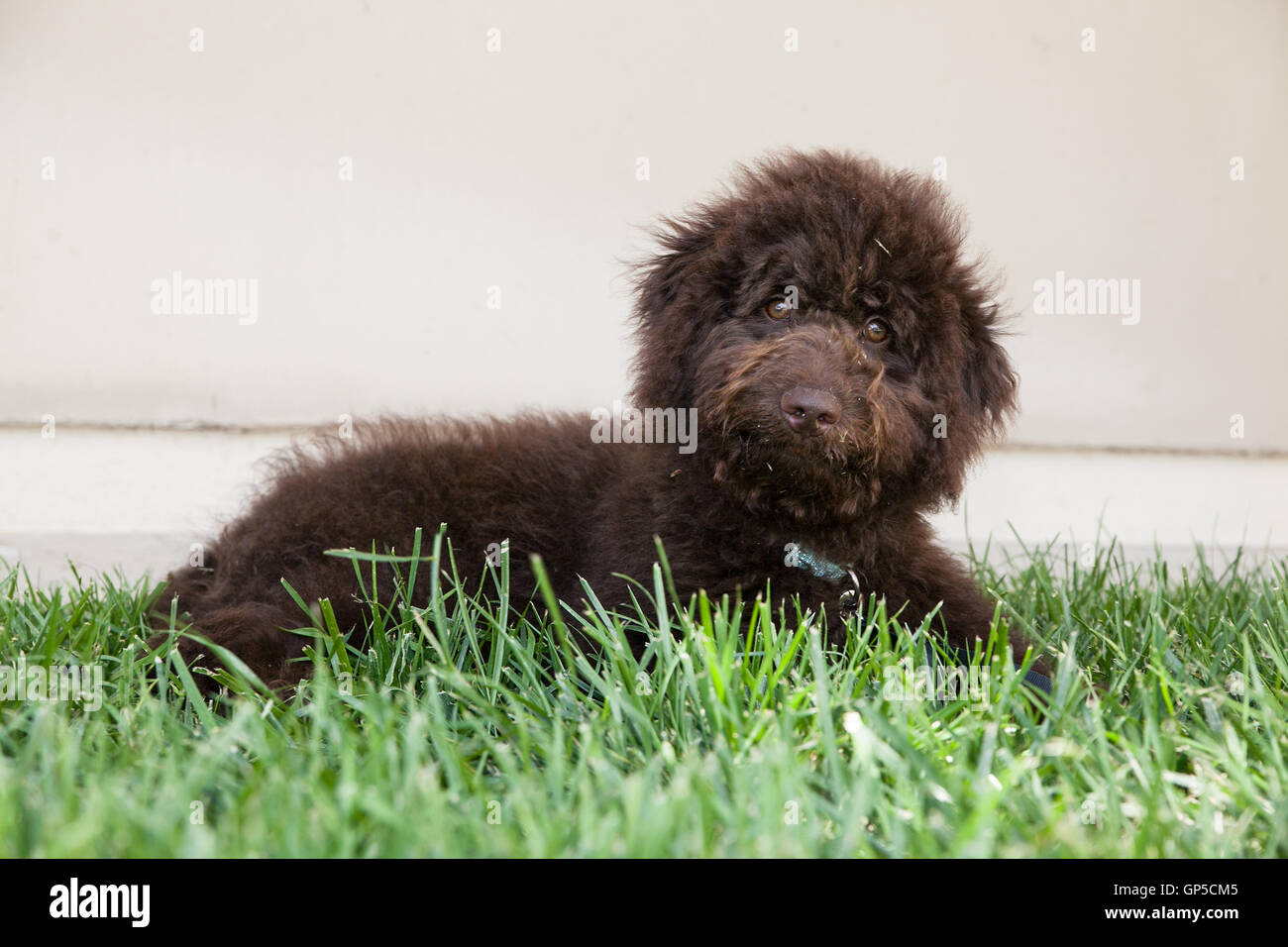 Carino dai capelli ricci marrone cioccolato labradoodle cucciolo di cane stabilisce in erba con erba sul suo volto da un muro grezzo. Foto Stock