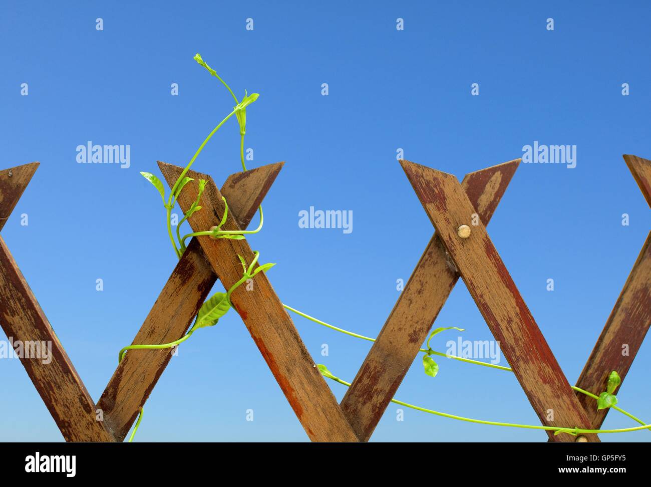 La recinzione di legno con pianta rampicante sul cielo blu backgroundThe recinto in legno con pianta rampicante sul cielo blu sullo sfondo Foto Stock