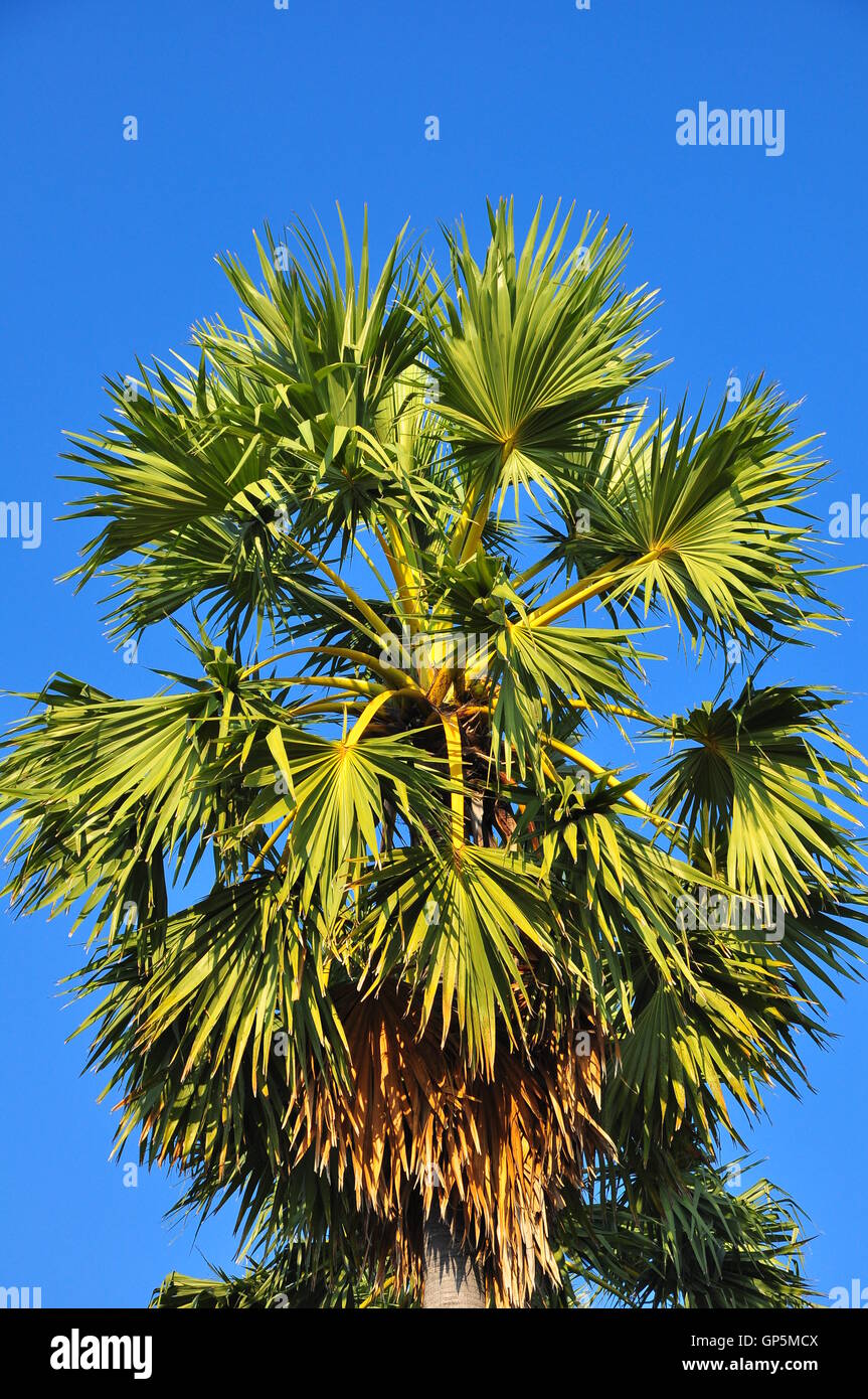 Borassus flabellifer, Asian Palmyra palm o Toddy palm o Sugar Palm o cambogiano di Palm Foto Stock