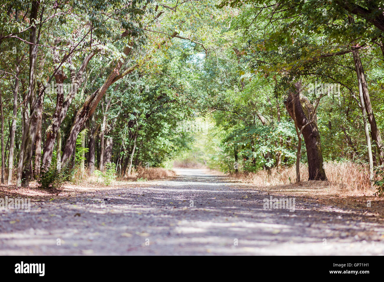 Una strada di ghiaia avvolgimento attraverso il bosco in una giornata di sole Foto Stock