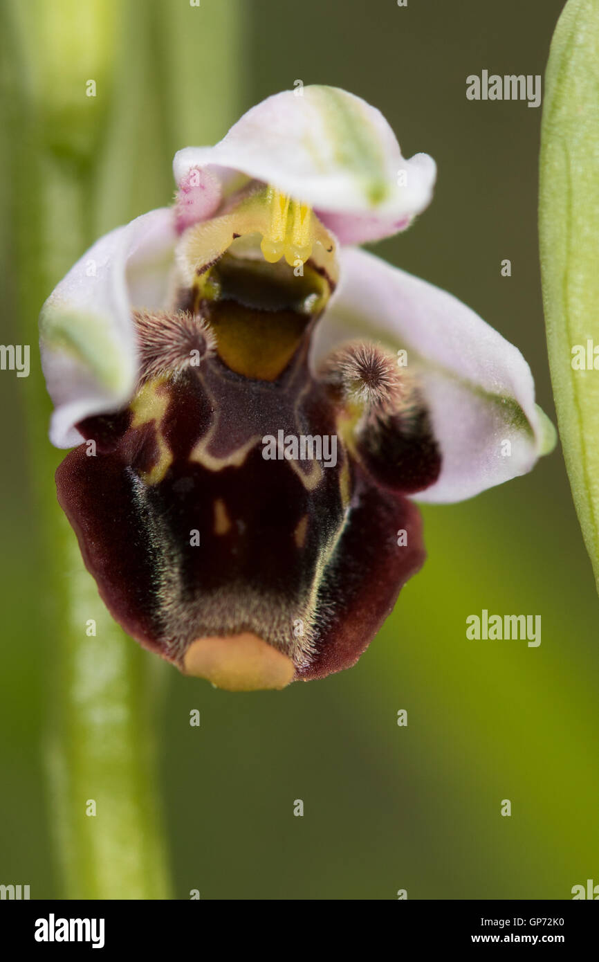 Comune di Bee Orchid (Ophrys apifera) fiore Foto Stock