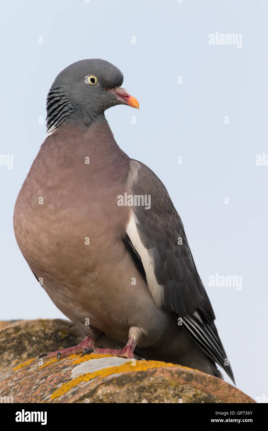 Woodpigeon comune (Columba palumbus) Foto Stock