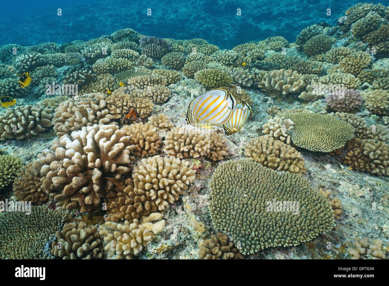 Coralli subacqueo con ornati butterflyfish sul fondo dell'oceano, reef pendenza di isola di Bora Bora, oceano pacifico, Polinesia Francese Foto Stock