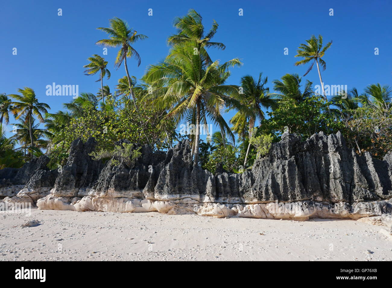 Roccia erosa formazione sulla spiaggia tropicale con palme da cocco, atollo di Tikehau, Tuamotu, Polinesia francese, oceano pacifico Foto Stock