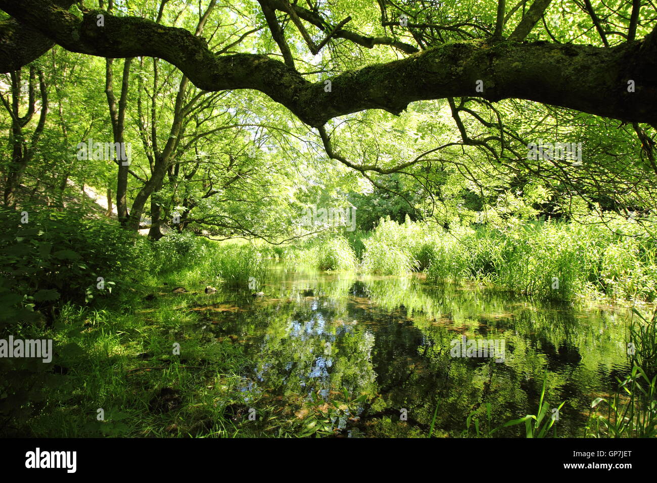 Il fiume Lathkill nel cuore di Lathkill Dale, una scenic Limestone Gorge nel Parco Nazionale di Peak District, DERBYSHIRE REGNO UNITO Foto Stock