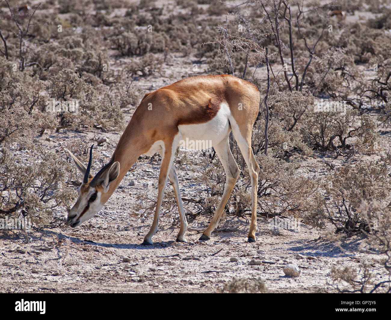 Springbok nel Parco Nazionale Etosha, Namibia Foto Stock