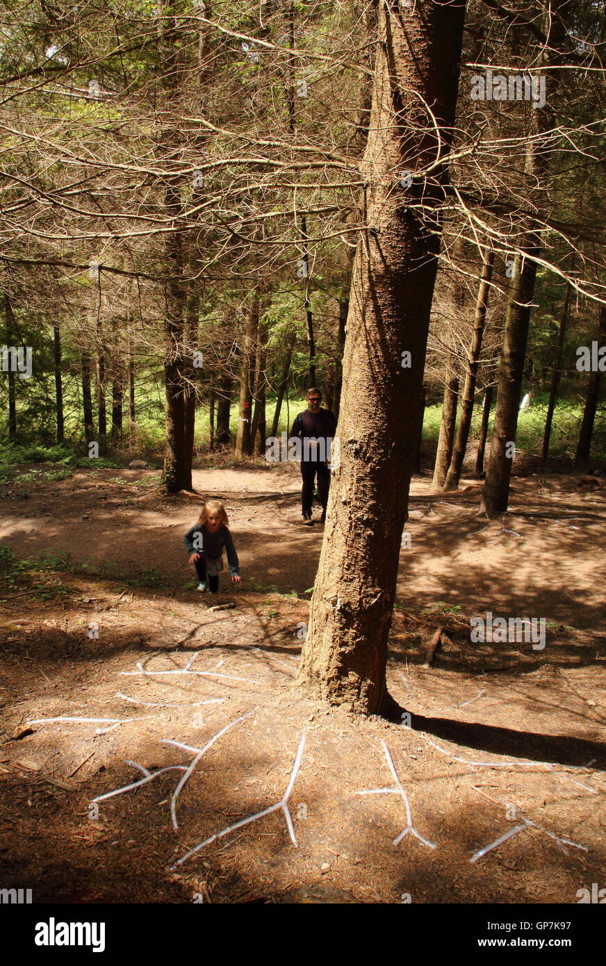 La foresta senzienti; un LED acceso installazione d arte da artista Andrea Capriolo sulla Scultpture sentiero nella Foresta di Dean, REGNO UNITO Foto Stock