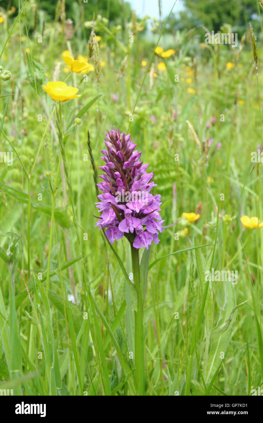 Un ricco di fiori selvaggi prato dotato di common spotted orchidee, renoncules, graminacee e trifoglio viola a Penallt, Galles - Giugno Foto Stock