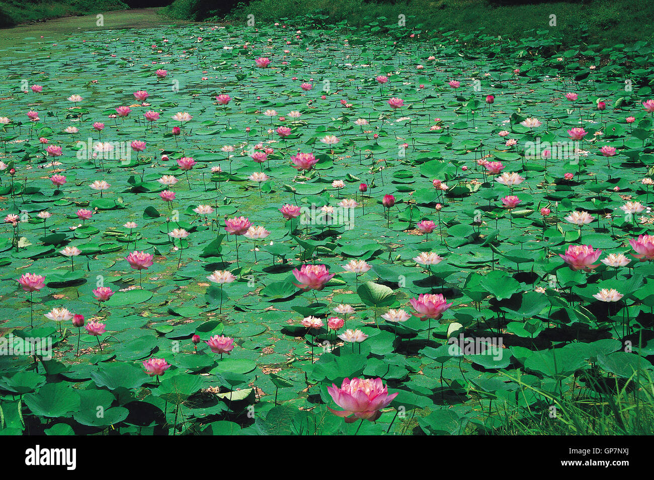 Lotus in stagno Haryana, India, Asia Foto Stock