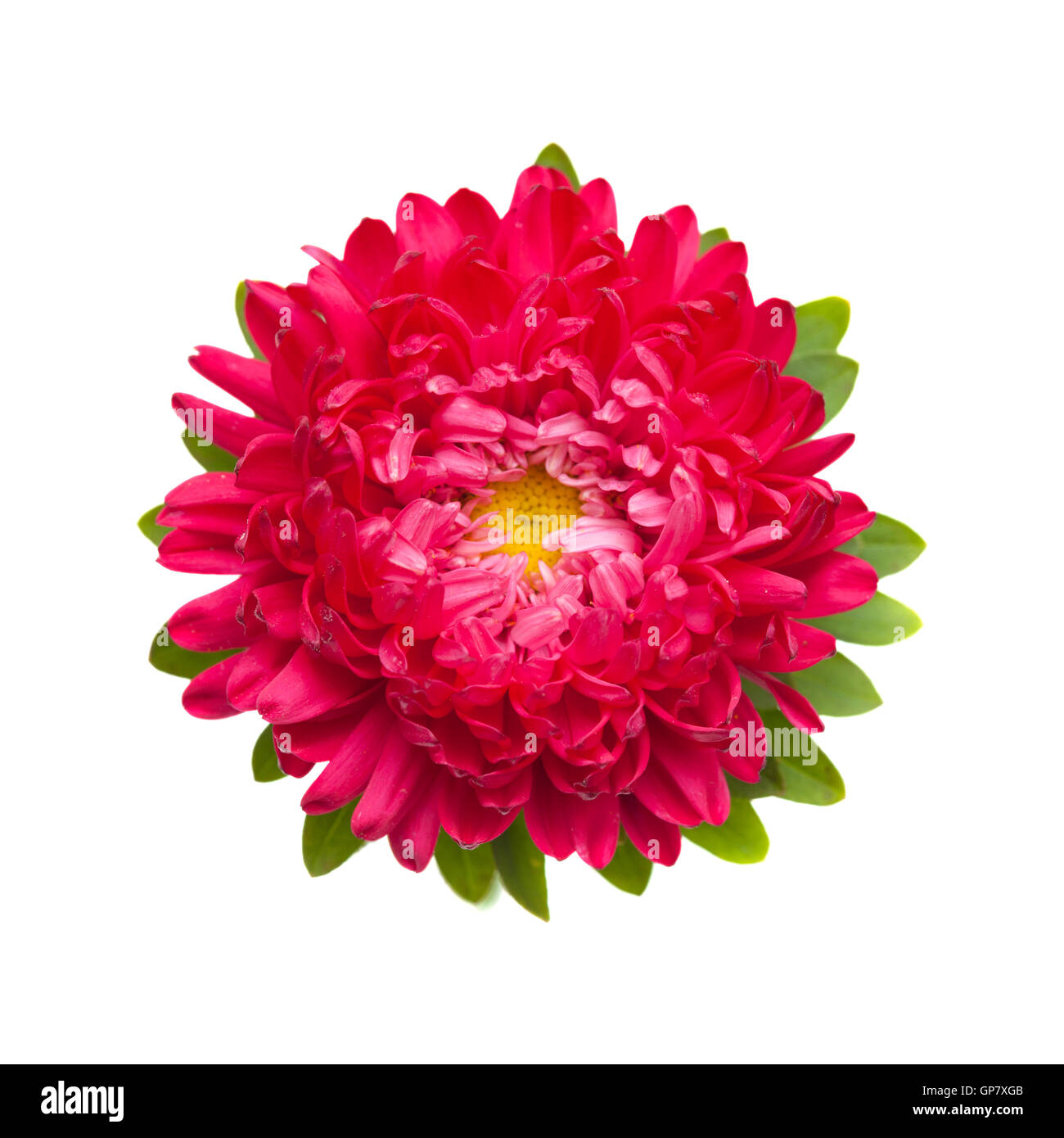 Rosa scuro aster annuale isolati su sfondo bianco Foto Stock