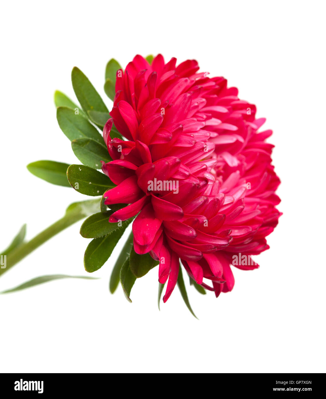 Rosa scuro aster annuale isolati su sfondo bianco Foto Stock