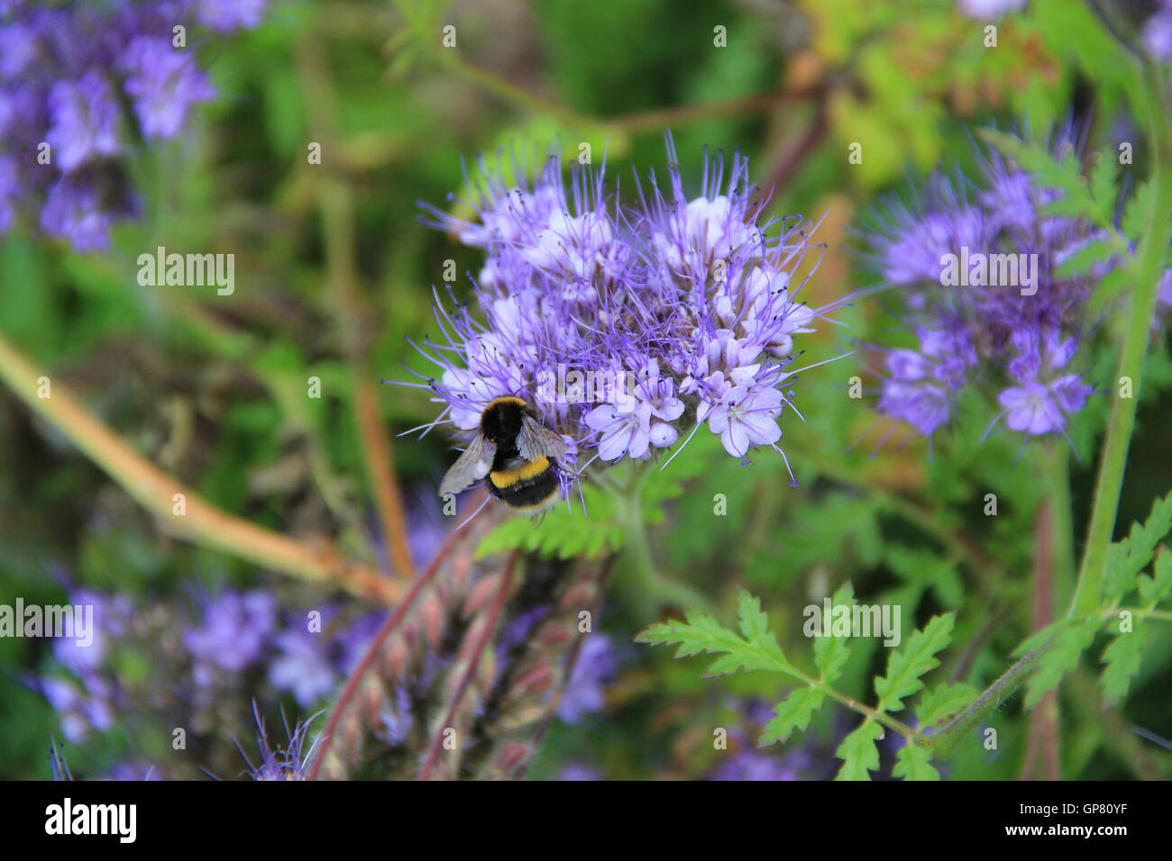 Ape su fiori viola Foto Stock