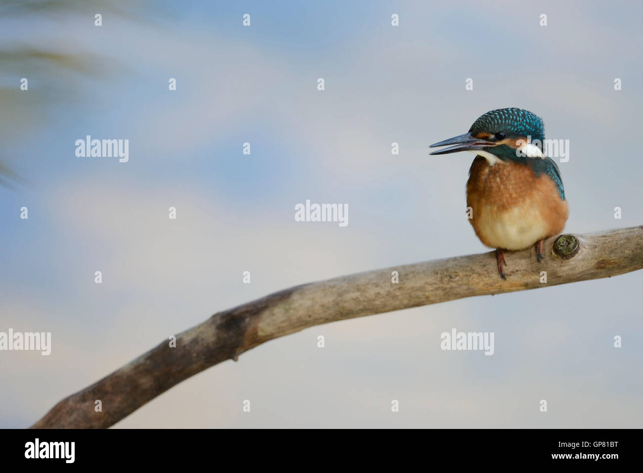 Comuni / Kingfisher Eisvogel ( Alcedo atthis ), giovane pulcino, appollaiato su un bastone di legno, Elemosinare il cibo. Foto Stock