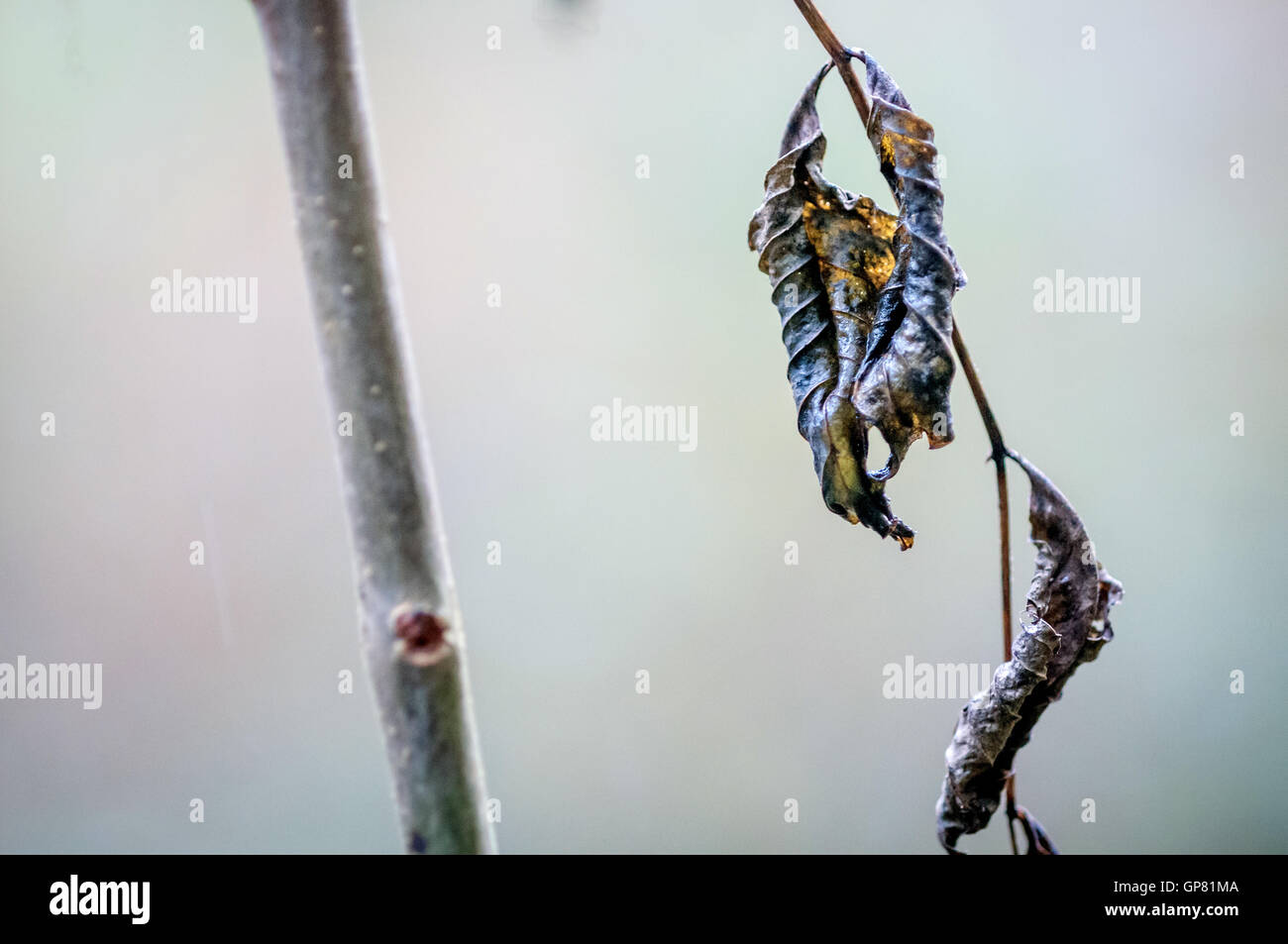 Prove di deperimento di cenere su giovani alberelli a Elhampark legno, Stelling Minnis, Kent. Foto Stock