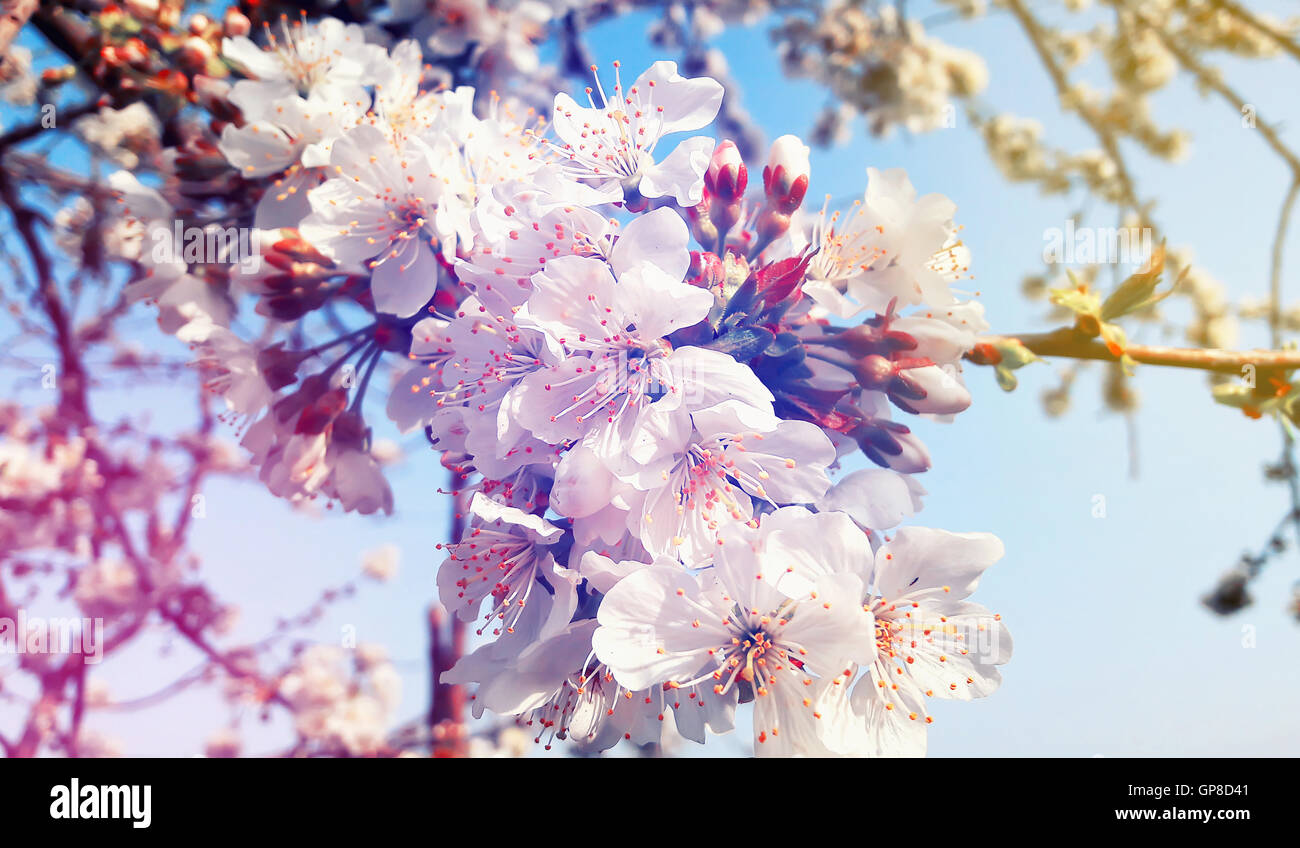 Cherry Blossoms oltre il cielo blu sullo sfondo. Fiori di Primavera e fiore Foto Stock