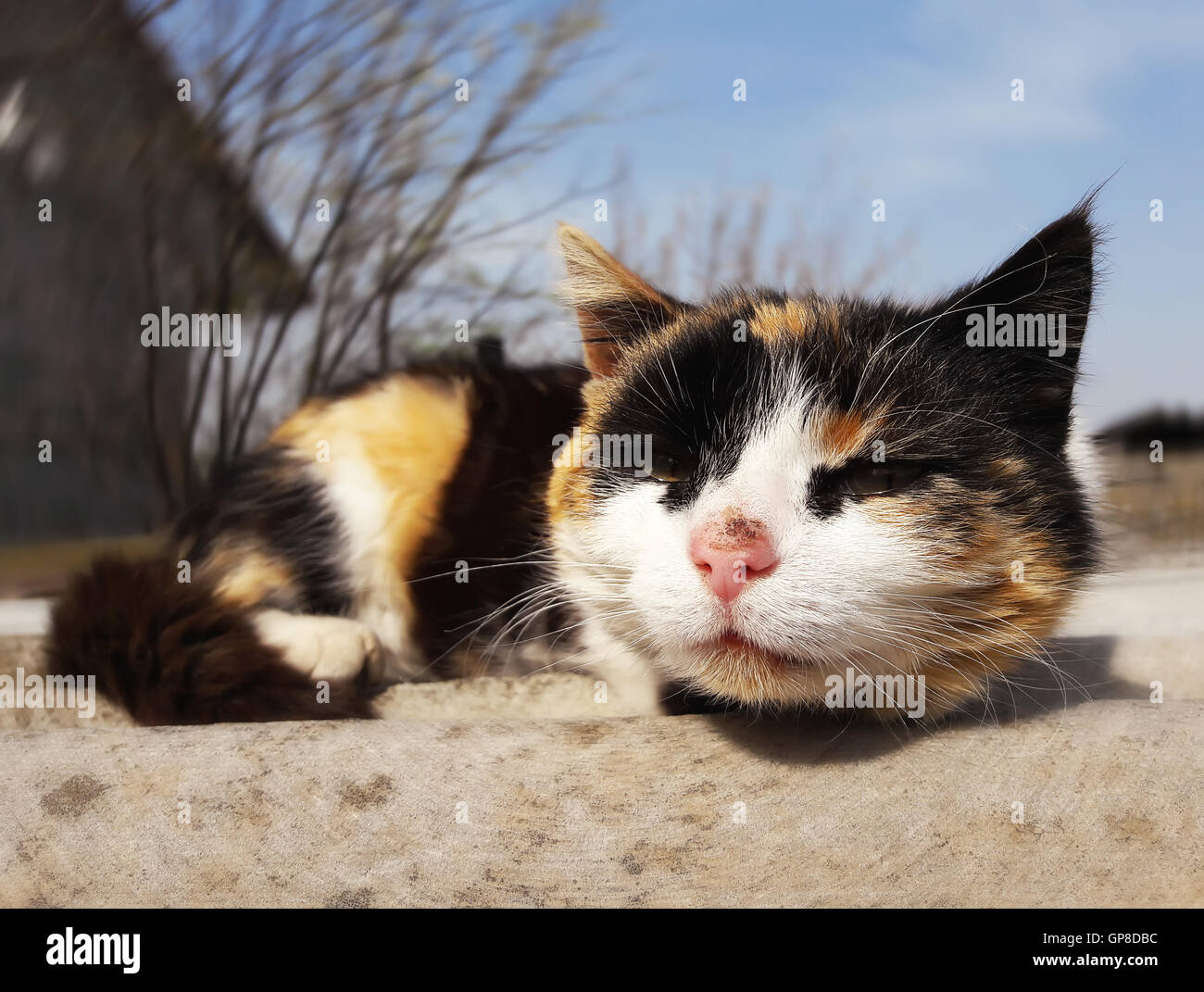 Curioso tre colore peloso gatto maculato riscalda su un tetto Foto Stock