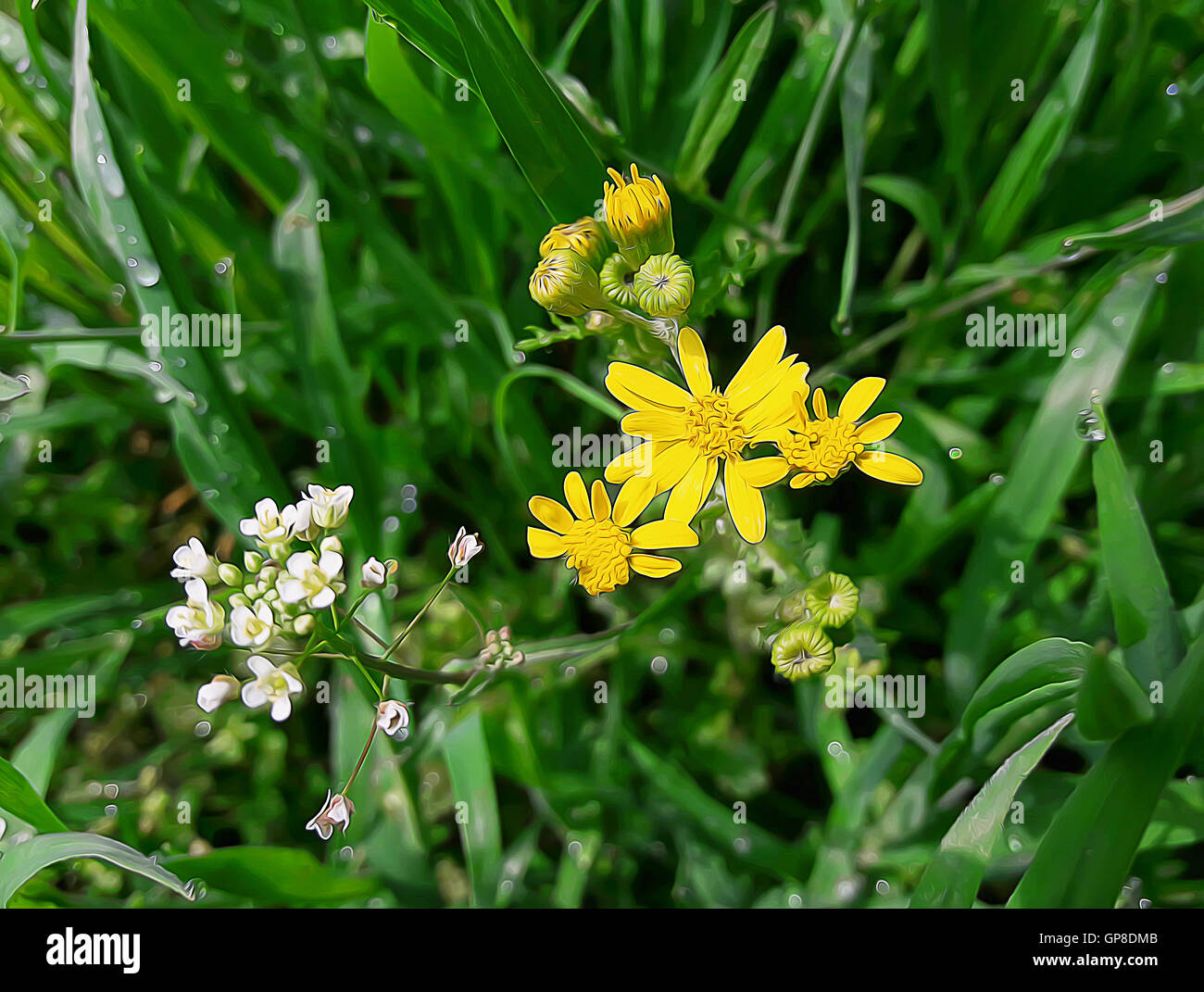 Fresco verde erba con rugiada e bellissimi fiori di prato al mattino Foto Stock