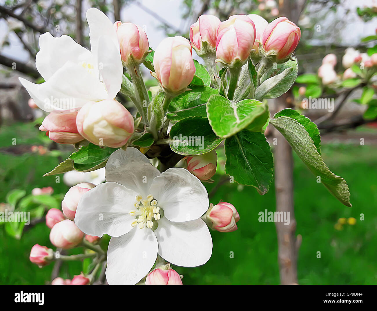 Blooming melo in una mattina di primavera. Aprile fiori nel giardino Foto Stock