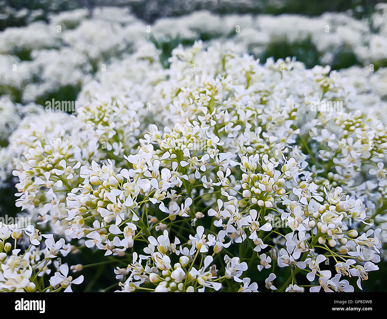 Illustrazione di un prato con fiori di colore bianco Foto Stock