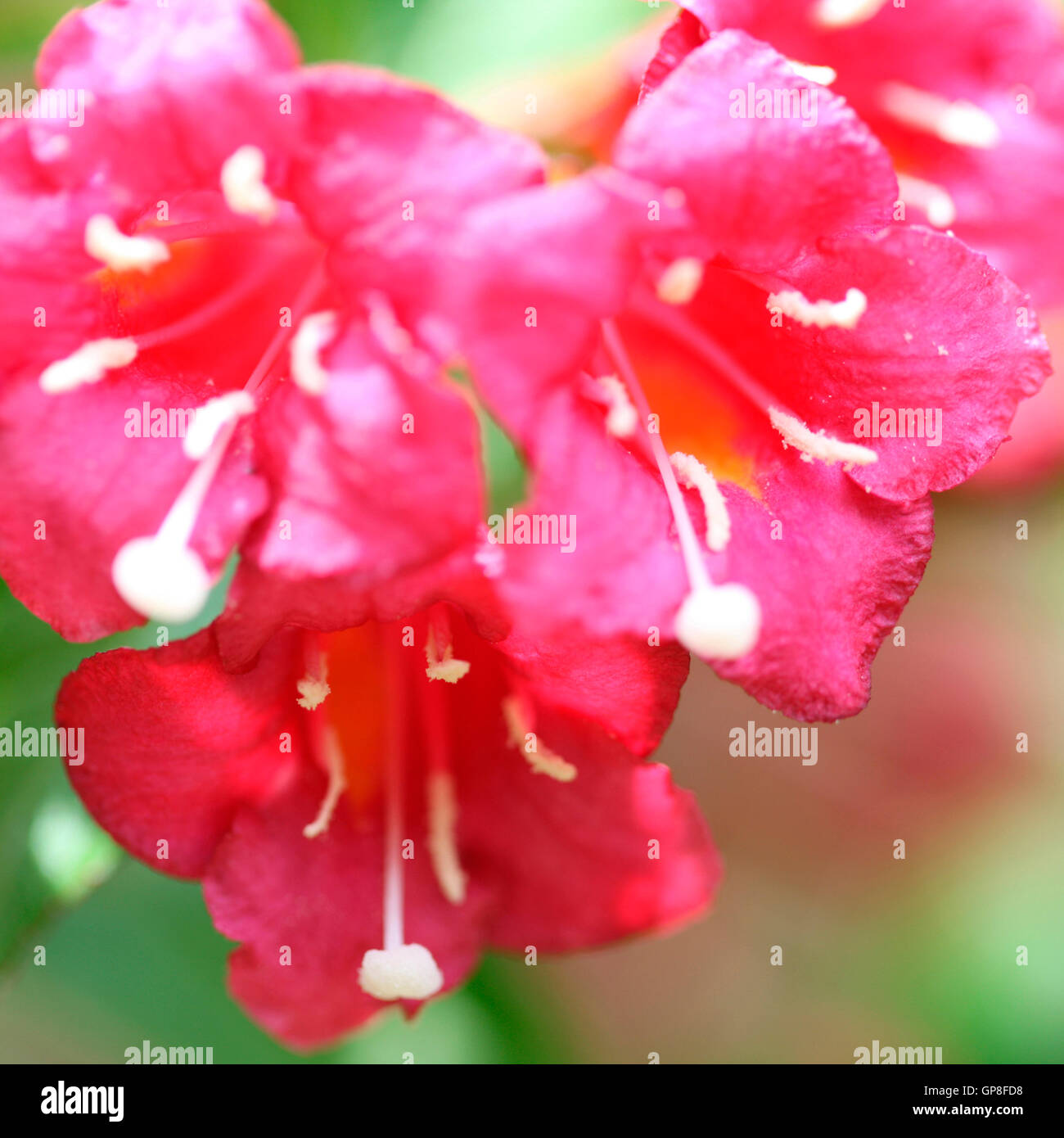 Fantastica rosso fiori Weigela Jane Ann Butler JABP Fotografia809 Foto Stock