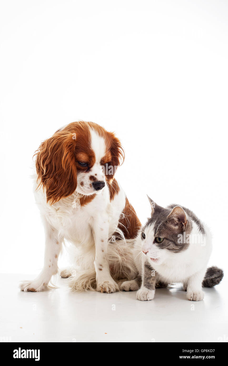 Cane,vs,cat, con,insieme,amico,amici,gruppo di animali domestici, i nemici o fratelli. Foto Stock