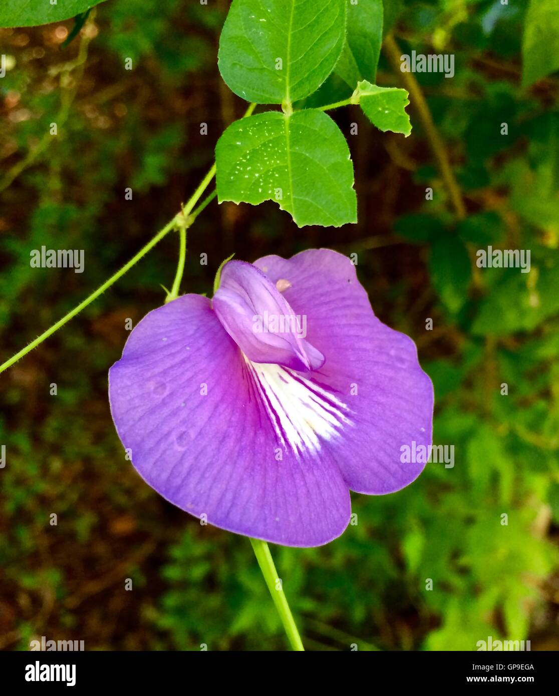 Close up di un imporpori fiore cresce su una vite in una palude. Foto Stock
