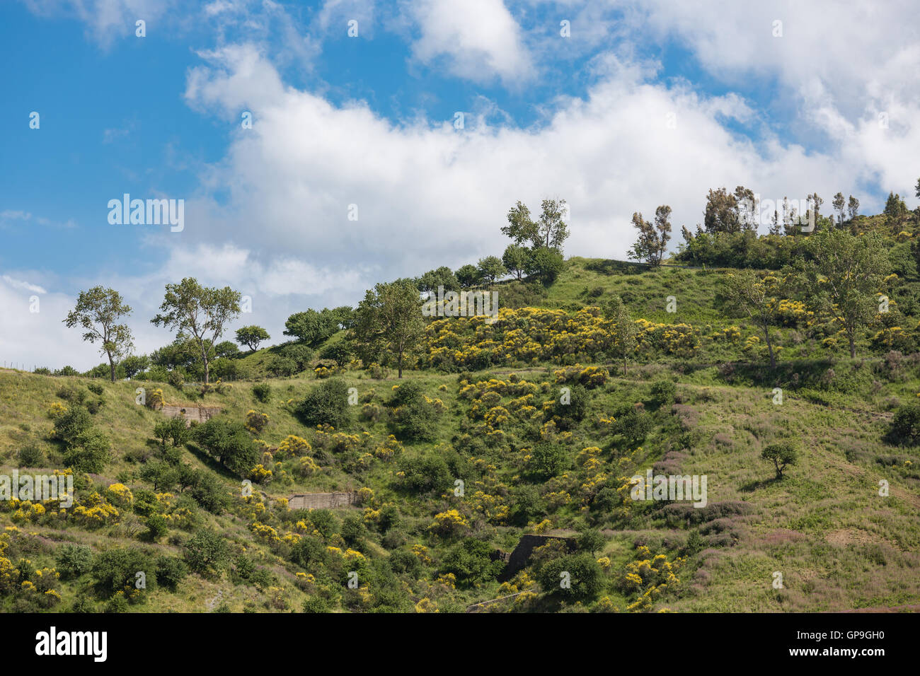 Entroterra siciliano con montagne, fioritura giallo alberi e cespugli Foto Stock