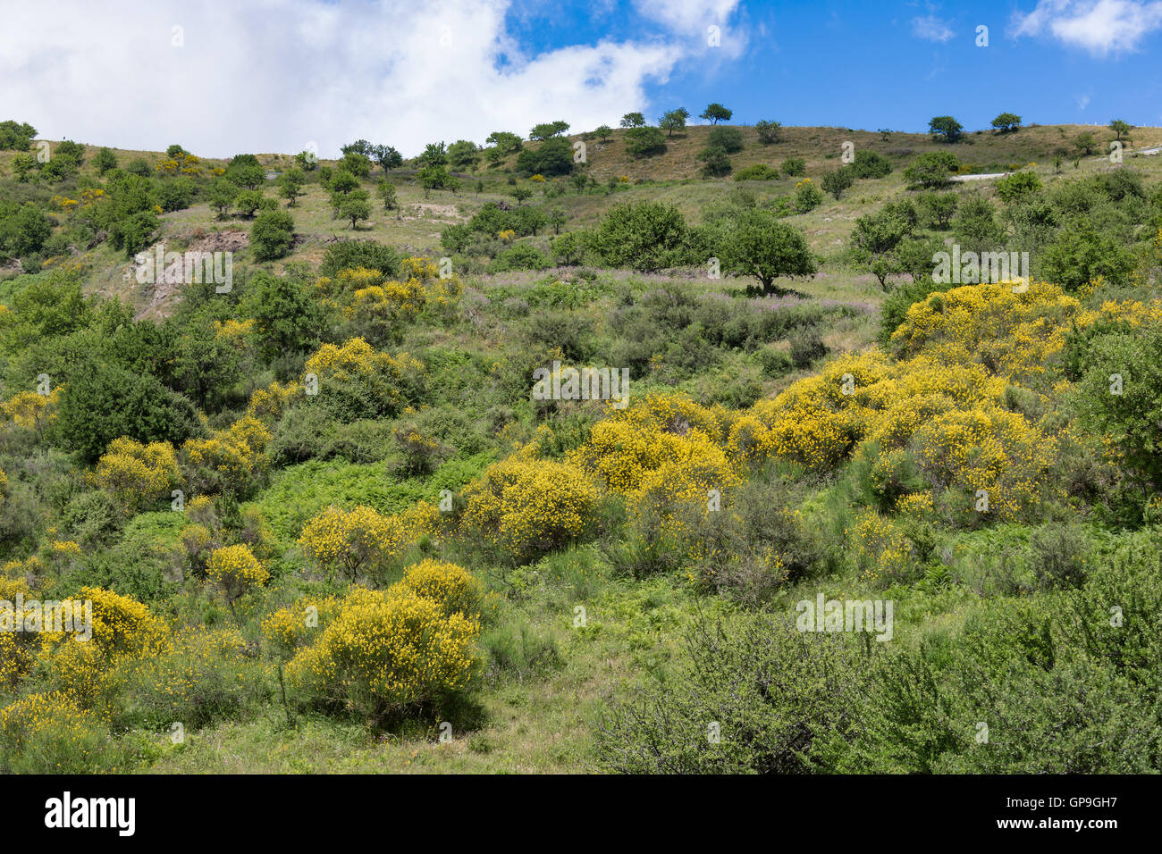 Entroterra siciliano con montagne, fioritura giallo alberi e cespugli Foto Stock