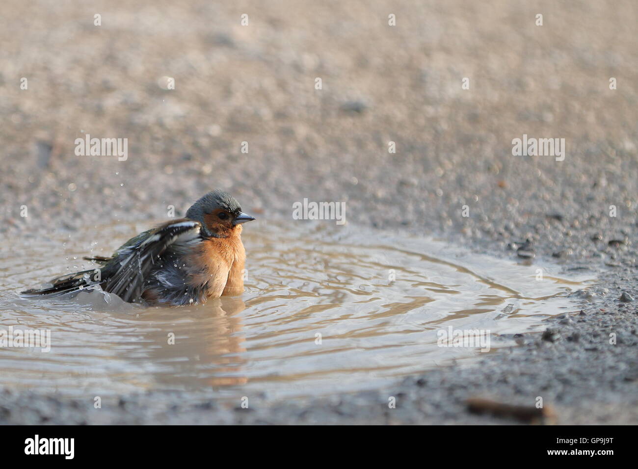 Un maschio comune (fringuello Fringilla coelebs) prendere un bagno in una pozza d'acqua nel sole del pomeriggio. Foto Stock