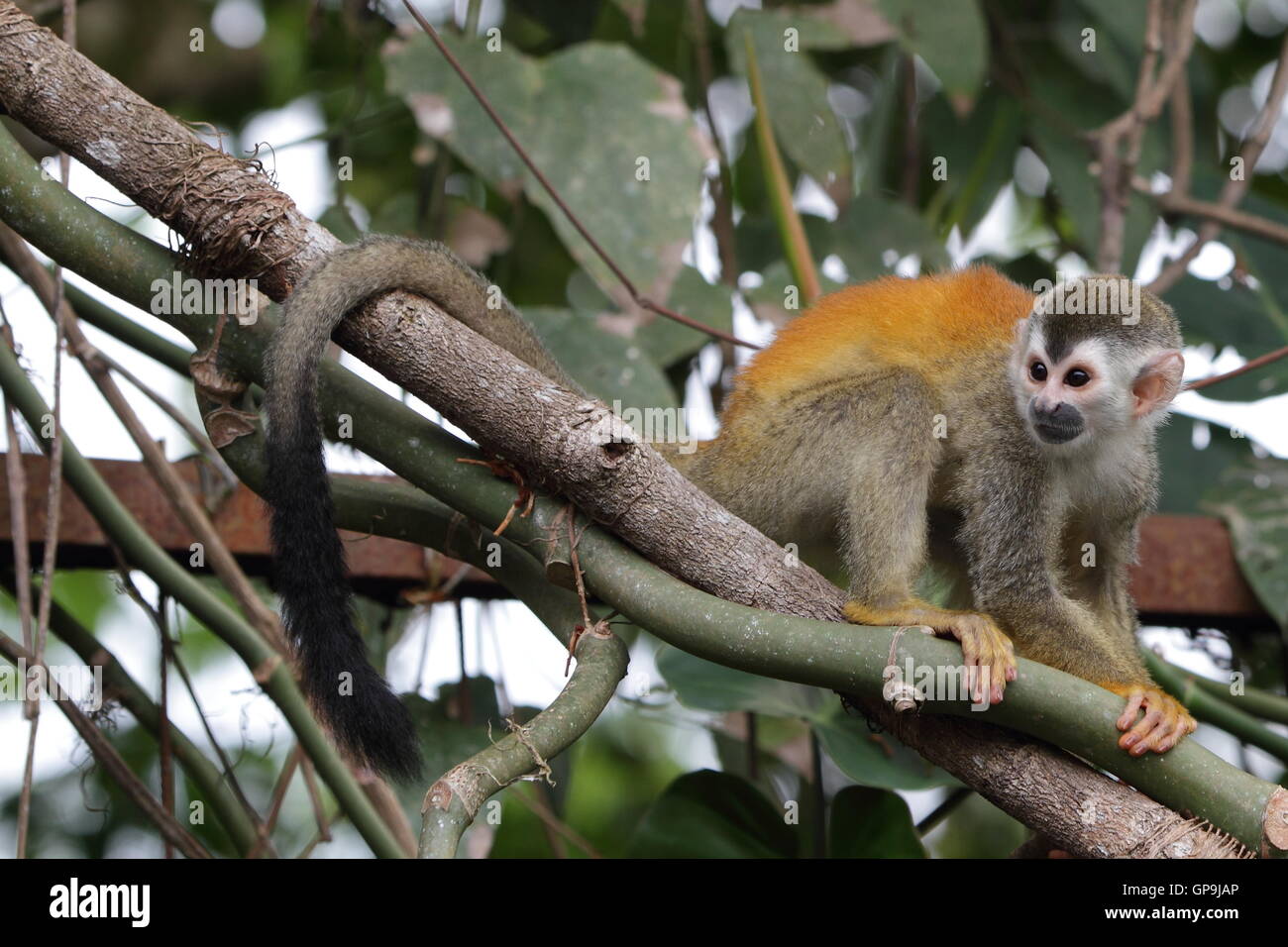 Costa Rican Scimmia di scoiattolo in una struttura ad albero. Foto Stock