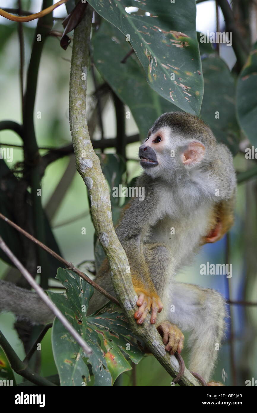 Costa Rican Scimmia di scoiattolo in una struttura ad albero. Foto Stock