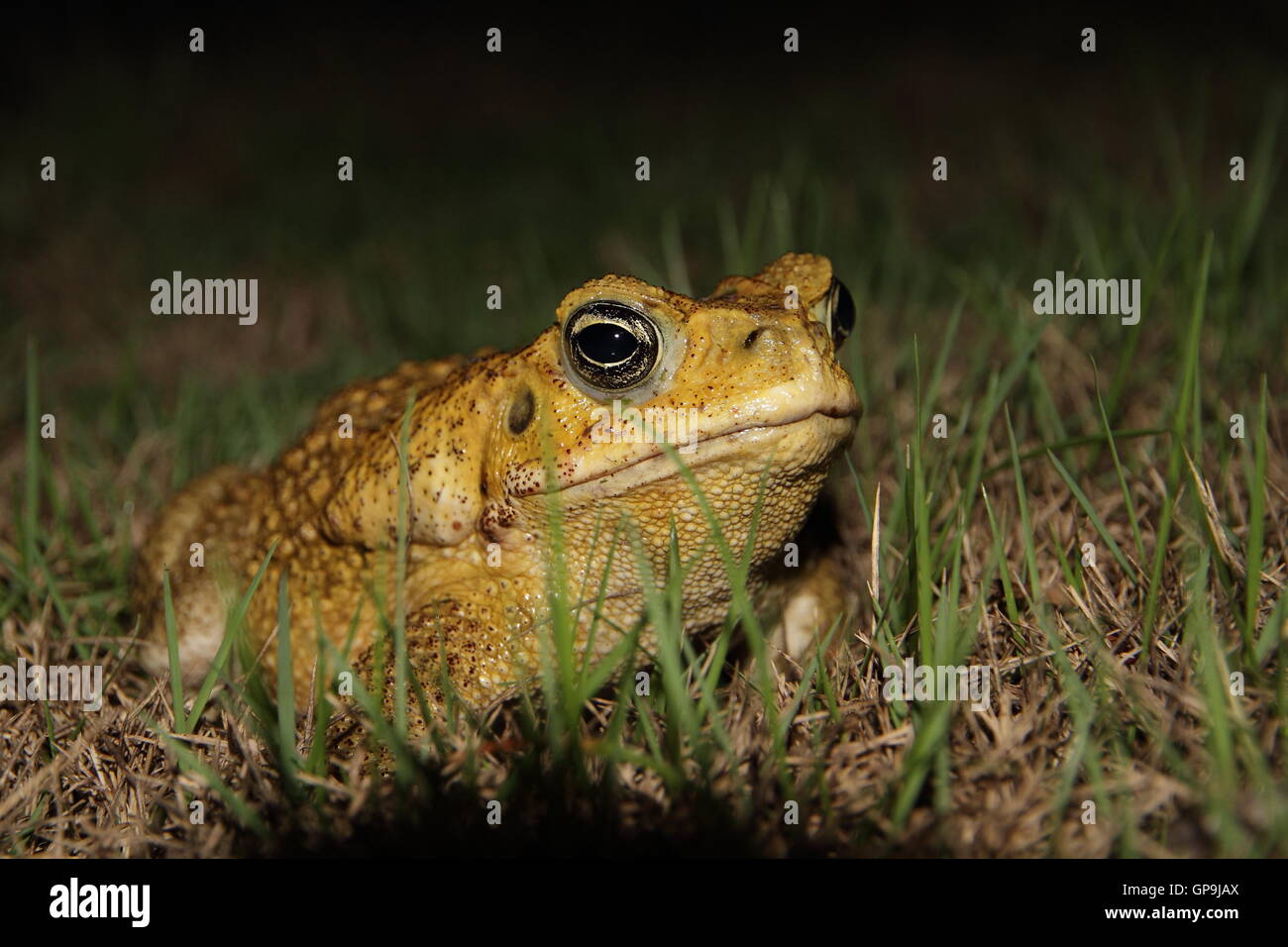 Un gigante di canna (toad Bufo marinus) seduto in erba alta durante la notte alla Hacienda Baru sulla Costa Pacifica del Costa Rica. Foto Stock