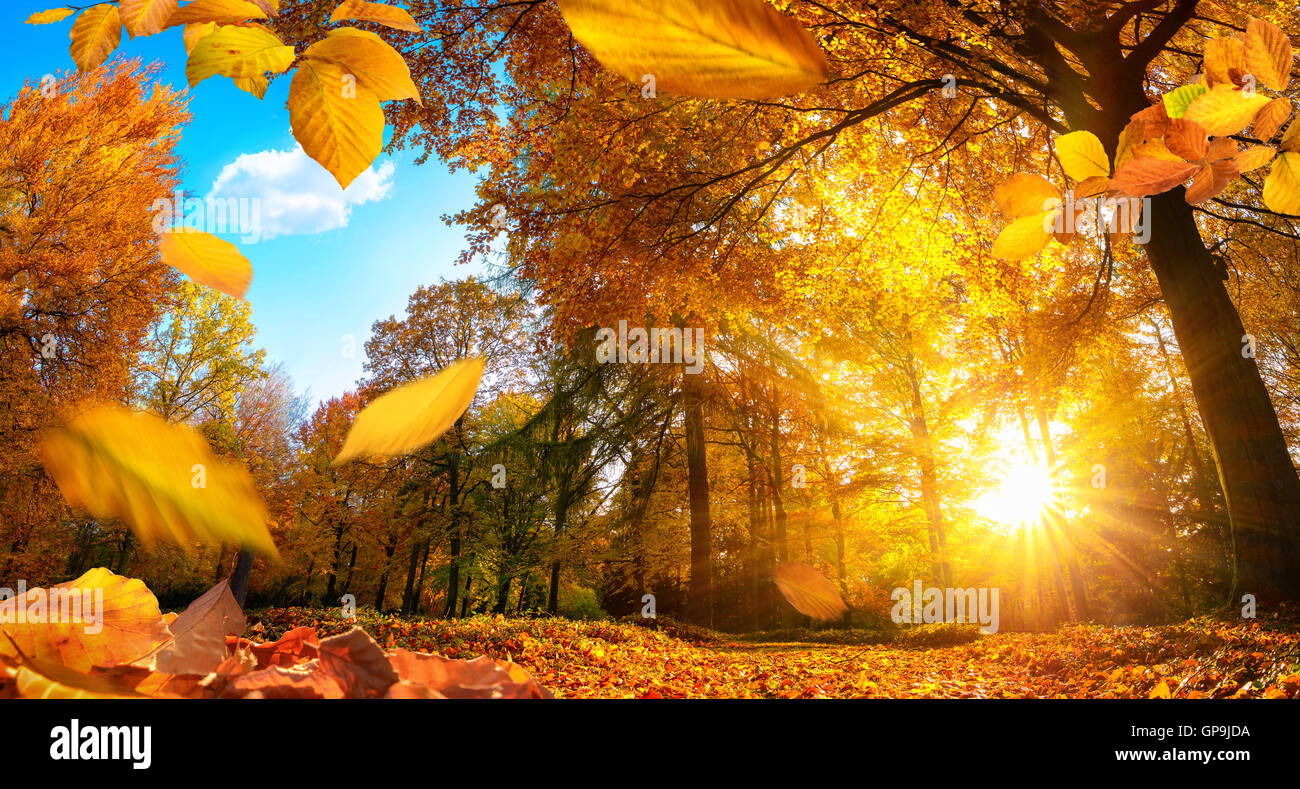 Autunno dorato di scena in un parco con la caduta delle foglie, il sole splende attraverso gli alberi e cielo blu Foto Stock