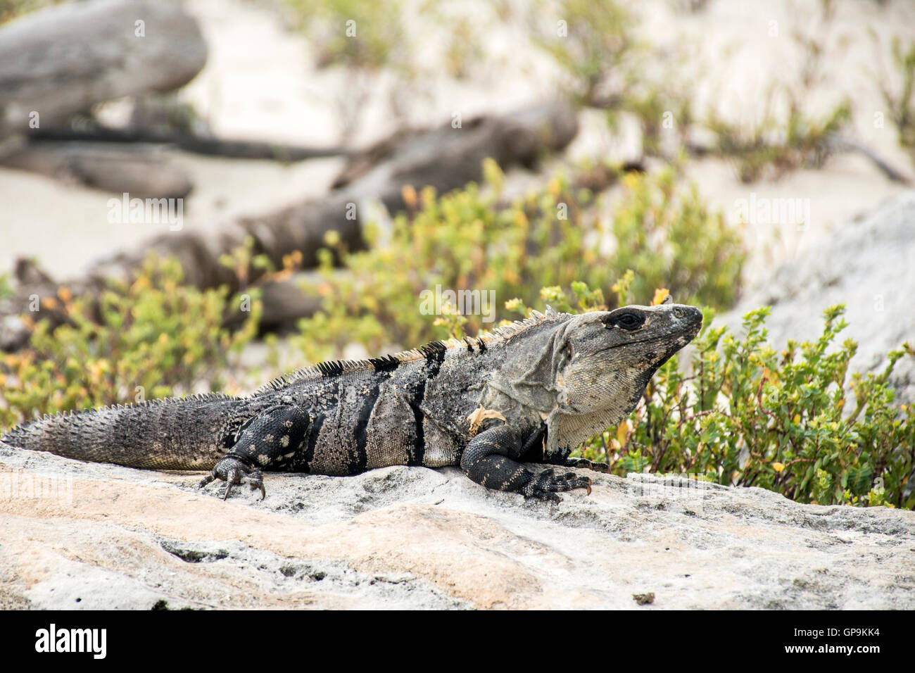 Messico wildlife libera iguana che vive vicino alla spiaggia 2 Foto Stock