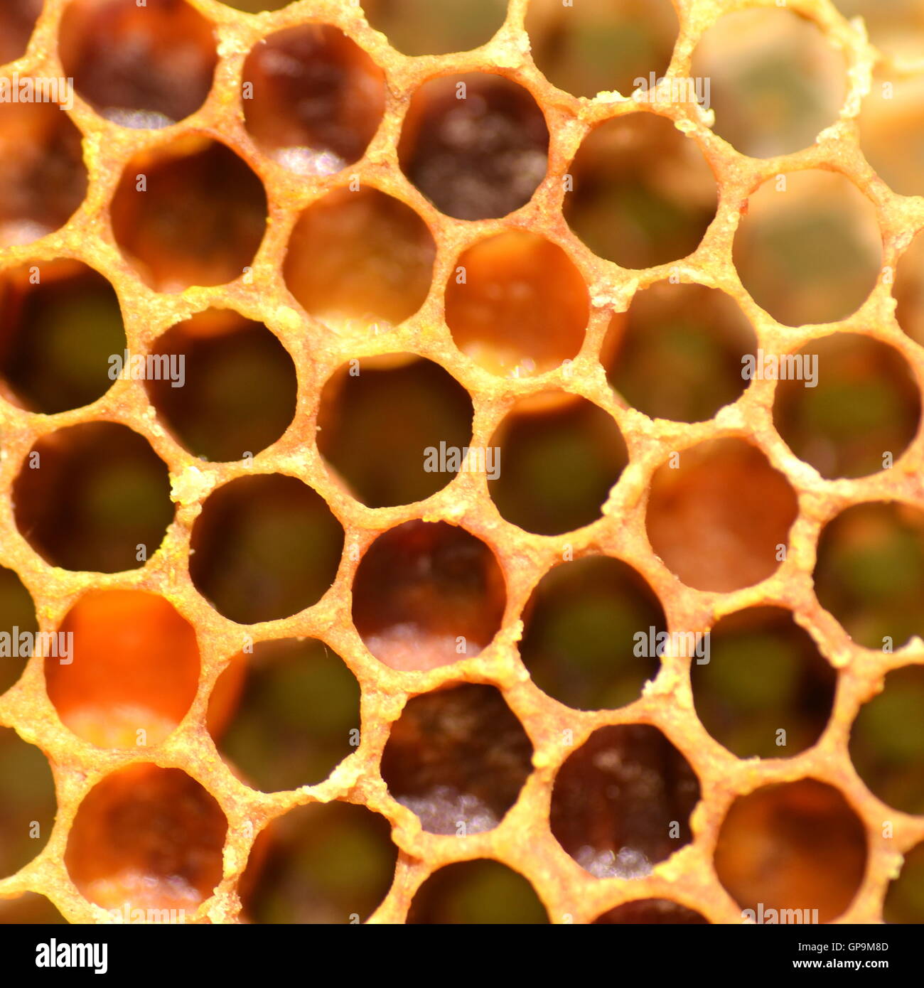 Vista dettagliata del favo di miele Foto Stock