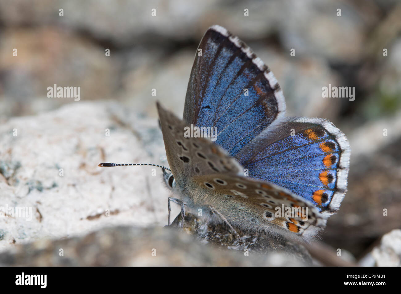 Adone femmina blu (Lysandra bellargus) Foto Stock