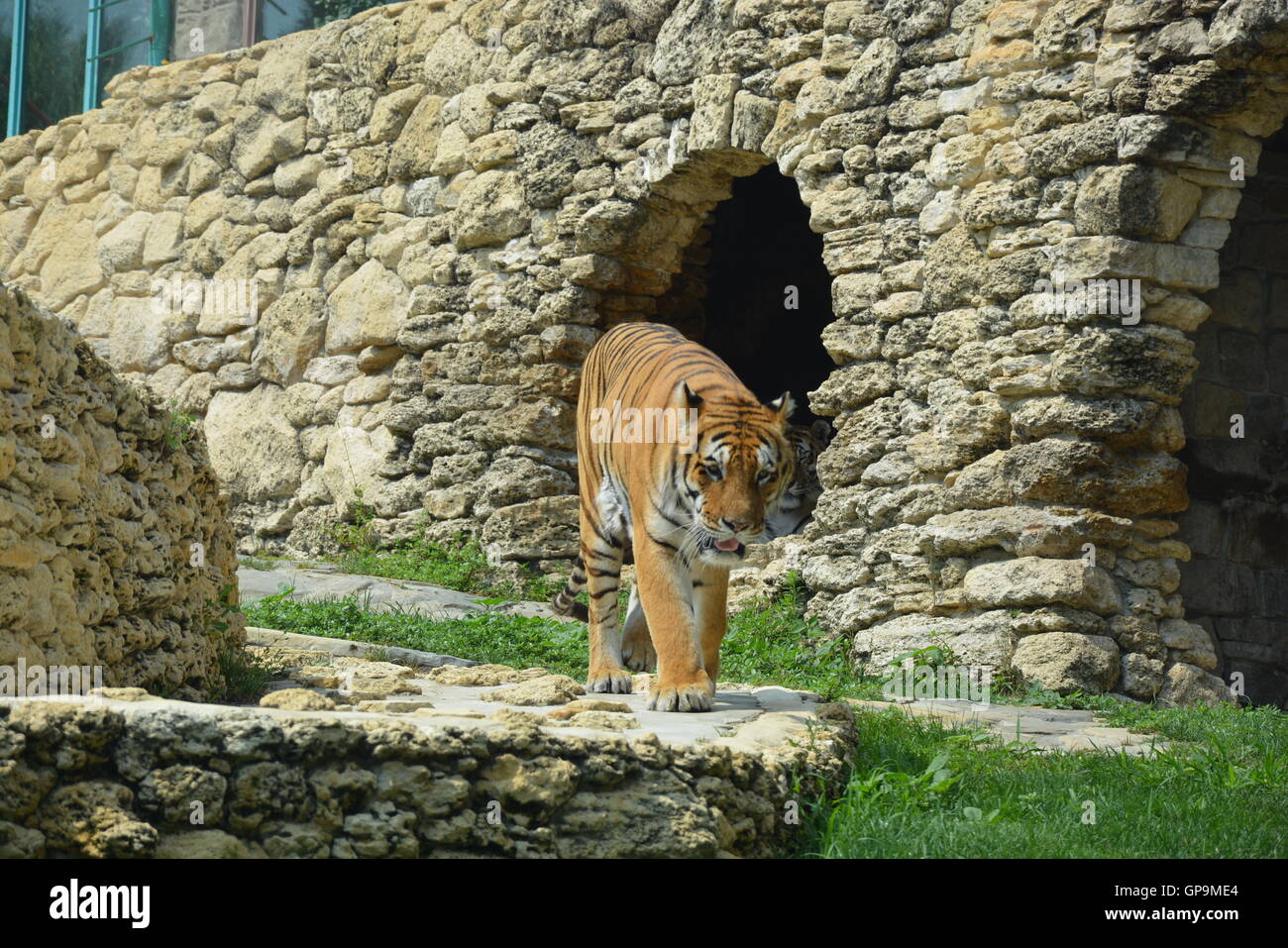 Le tigri siberiane / tigri Amur (Panthera tigris altaica) all'interno di zoo Foto Stock