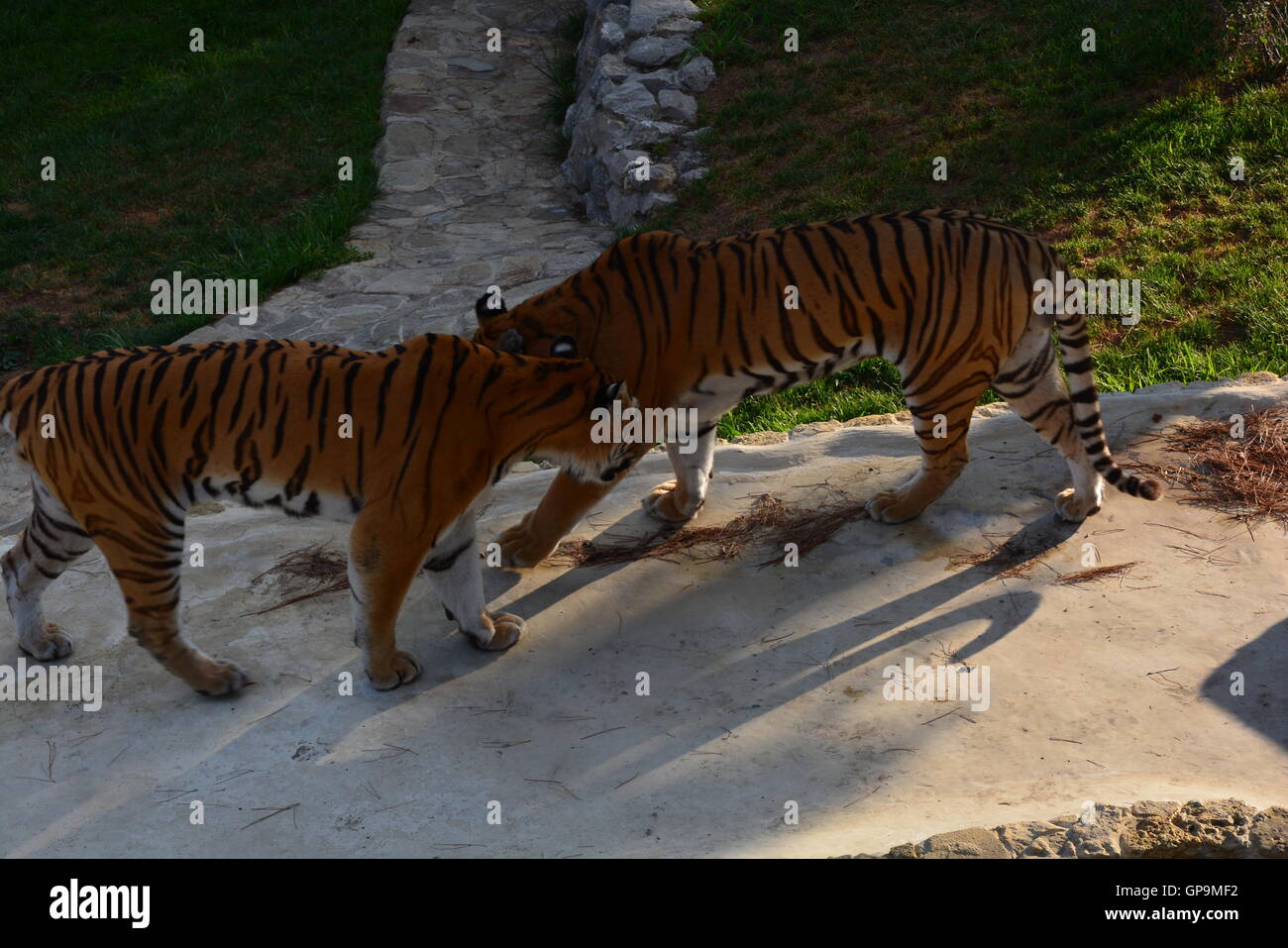 Gruppo le tigri siberiane / tigri Amur (Panthera tigris altaica) giocando all'interno zoo Foto Stock