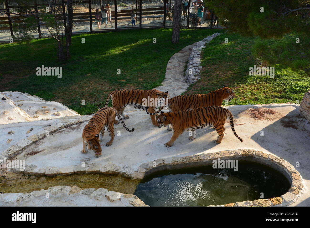 Gruppo le tigri siberiane / tigri Amur (Panthera tigris altaica) giocando all'interno zoo Foto Stock