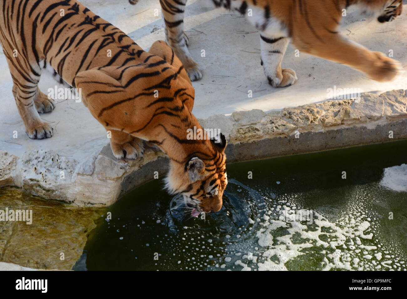 Due le tigri siberiane / tigri Amur (Panthera tigris altaica) di appoggio all'interno zoo Foto Stock