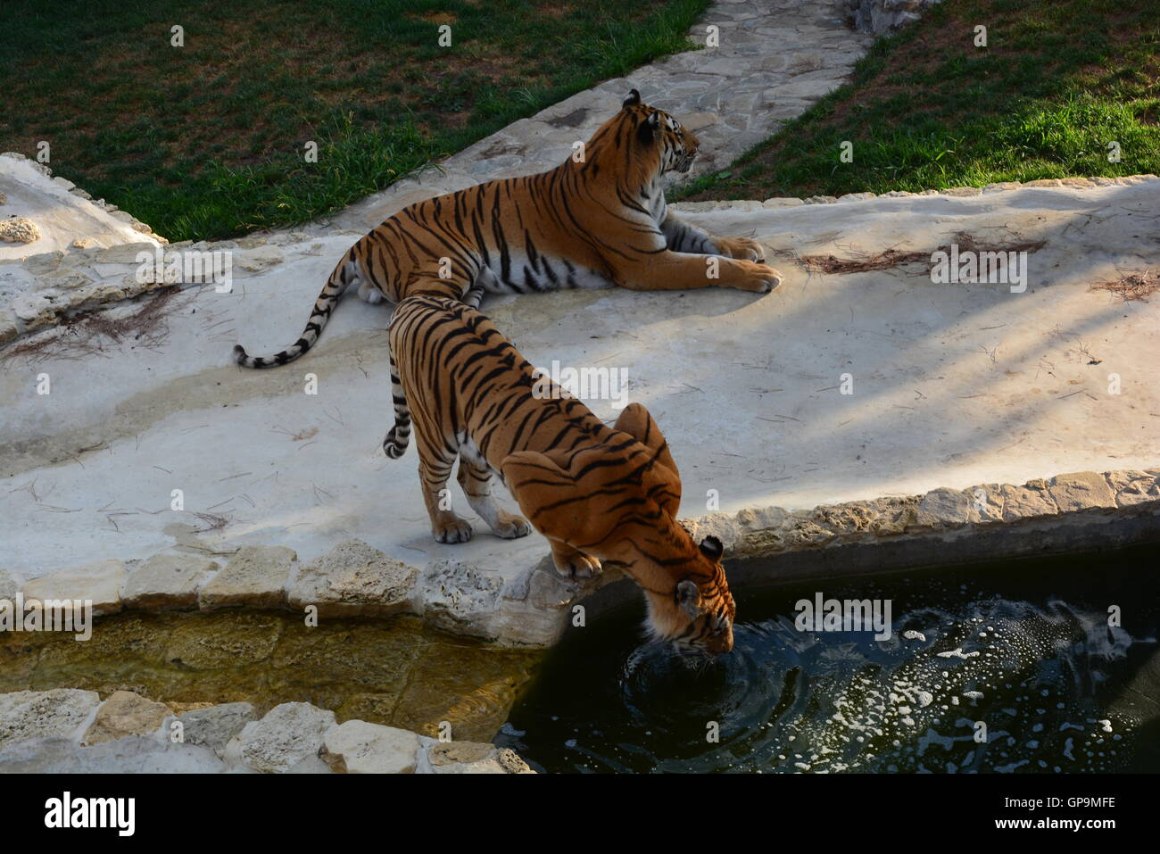 Due le tigri siberiane / tigri Amur (Panthera tigris altaica) di appoggio all'interno zoo Foto Stock