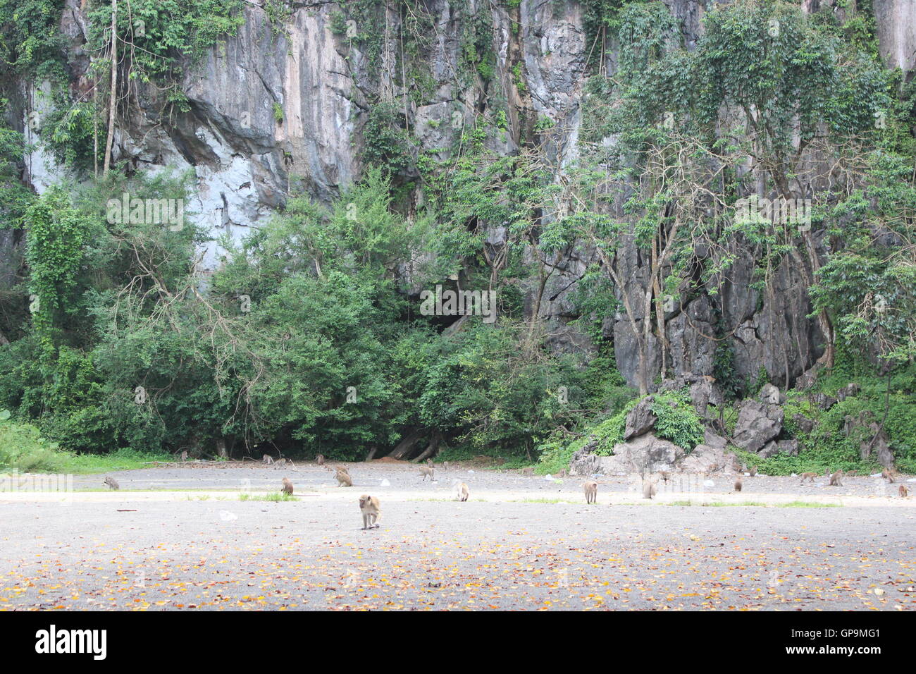 Animali Foto Stock