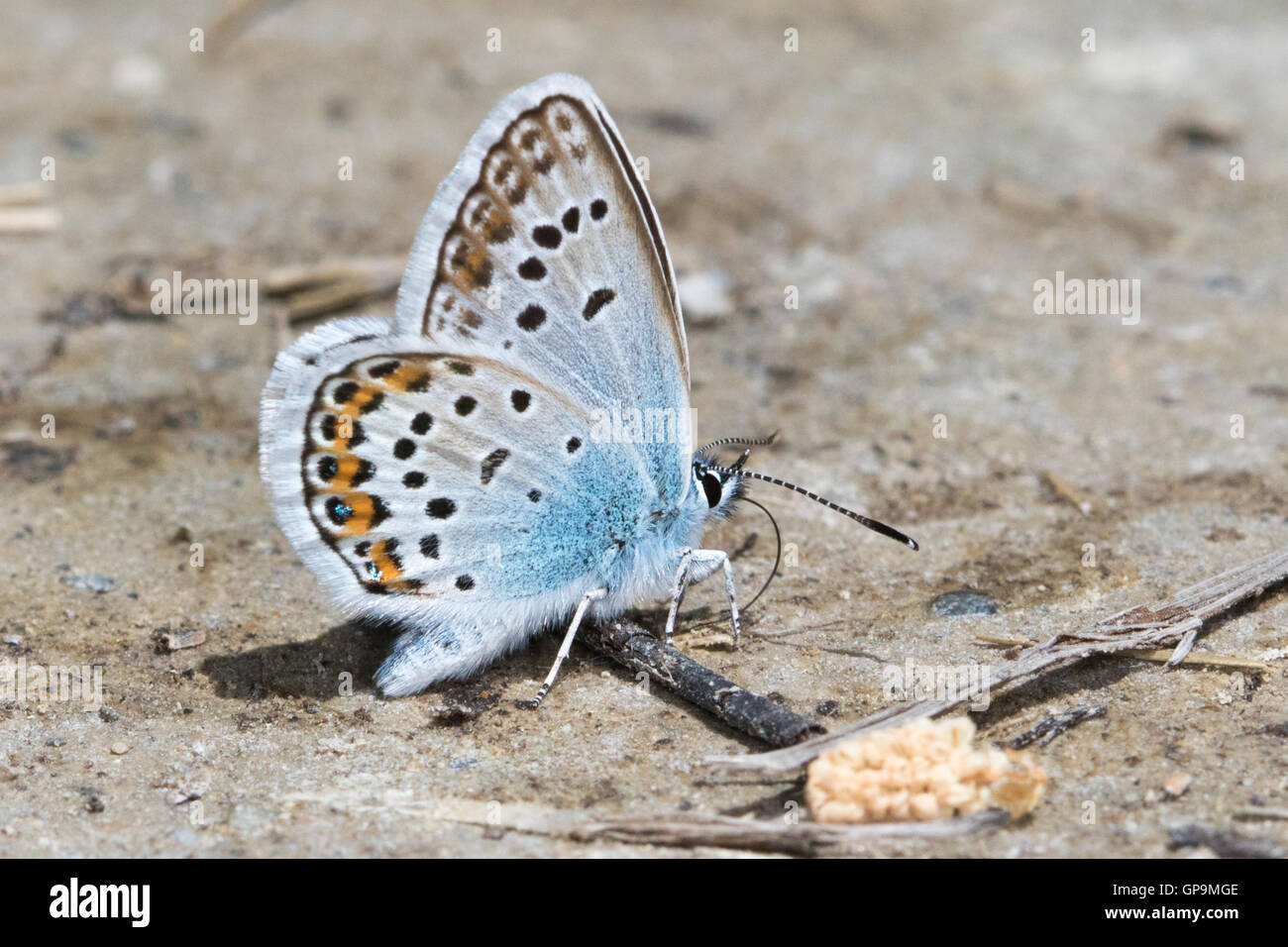 Argento-Blu chiodati (Plebejus argus) bere da terra umida Foto Stock