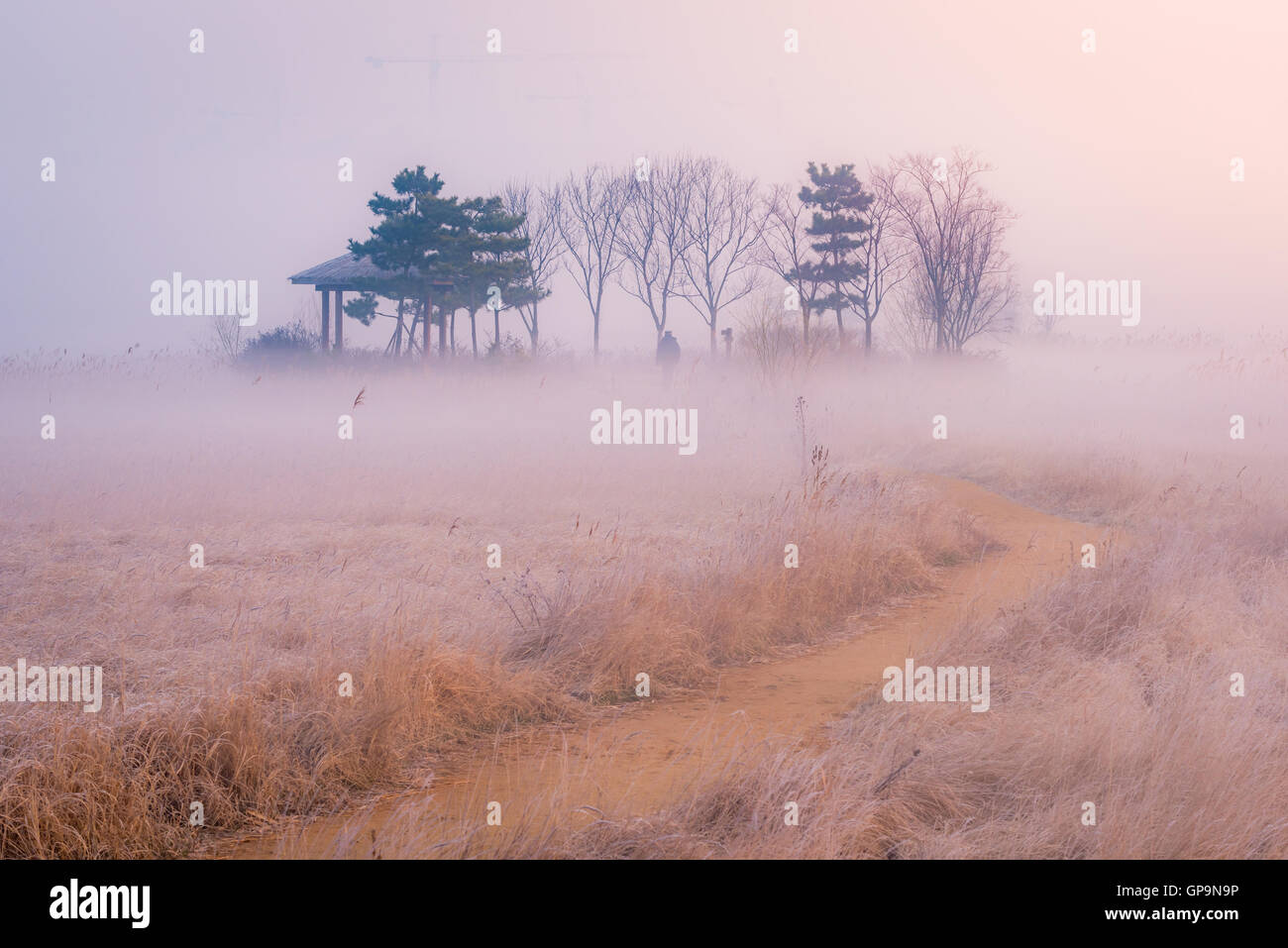 Nebbia di mattina prairie erba,autunno erba alta prairie nella nebbia. Foto Stock