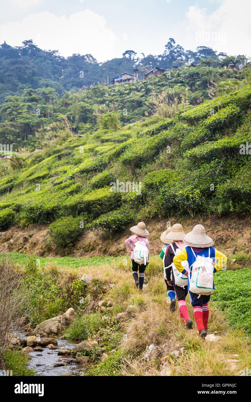 Teaplucker sul loro modo home in Cameron Highlands Foto Stock